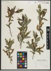 Foto von Salix myrtillifolia Anderson